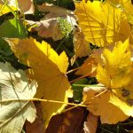 Izobraževanje iz transakcijsko analitične psihoterapije 2026