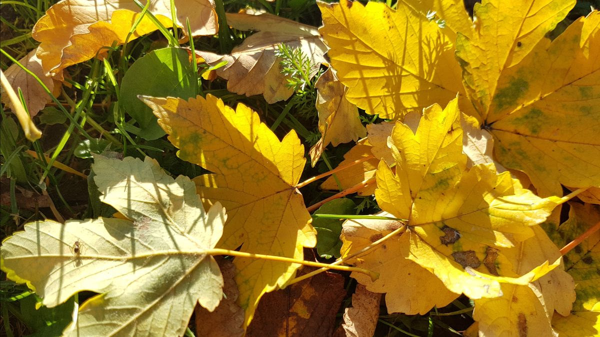 Izobraževanje iz transakcijsko analitične psihoterapije 2026